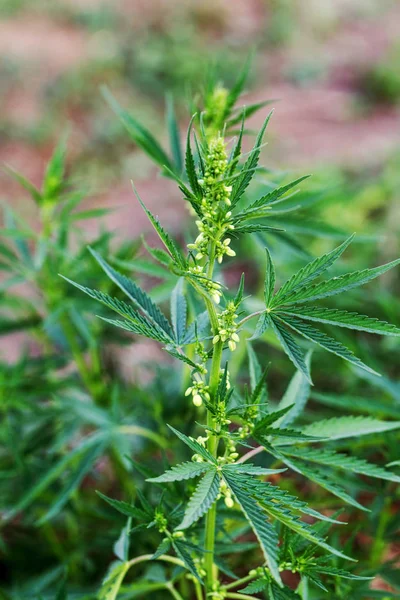 新鮮な農業大麻とマリファナは 田舎で成長しています 背景植物大麻は 緑の芝生の植え付けと自然の農場を咲かせ 大麻マリファナ植物は過剰に成長しています — ストック写真