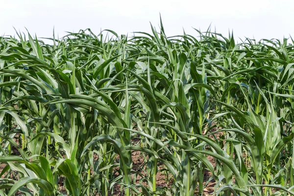 Campo Grano Verde Primavera Giovani Germogli Verdi Mais Sul Campo — Foto Stock