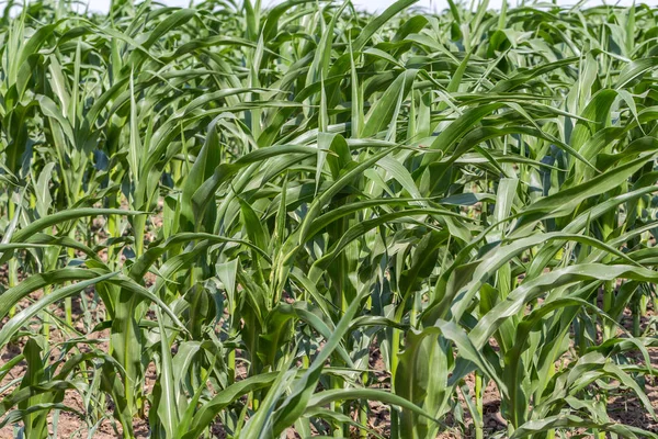 Зелене Кукурудзяне Поле Навесні Молоді Зелені Пагони Кукурудзи Сільськогосподарському Полі — стокове фото