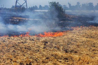 Orman ve bozkır yangınlar kuru tamamen şiddetli bir kuraklık sırasında bozkırlarında ve alanları yok. Felaket düzenli hasar doğa ve bölge ekonomisi için getiriyor. Işık alan buğday hasat ile