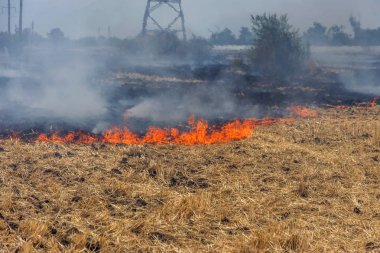 Orman ve bozkır yangınlar kuru tamamen şiddetli bir kuraklık sırasında bozkırlarında ve alanları yok. Felaket düzenli hasar doğa ve bölge ekonomisi için getiriyor. Işık alan buğday hasat ile