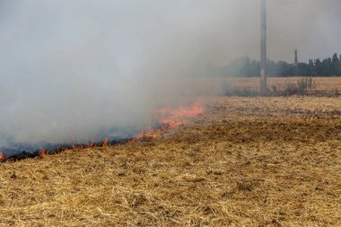 Orman ve bozkır yangınlar kuru tamamen şiddetli bir kuraklık sırasında bozkırlarında ve alanları yok. Felaket düzenli hasar doğa ve bölge ekonomisi için getiriyor. Işık alan buğday hasat ile