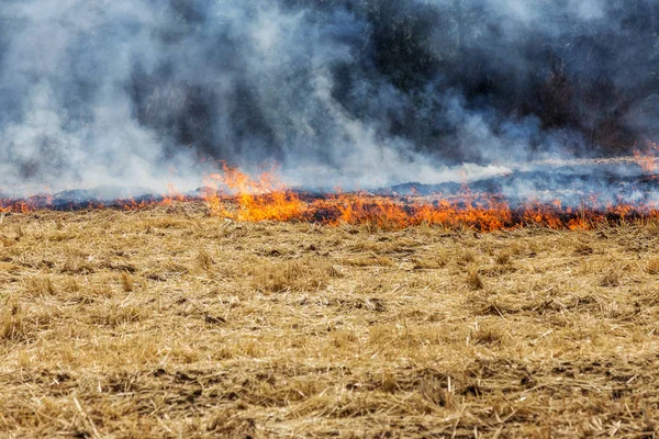 Skogen Och Steppen Bränder Torr Förstöra Helt Fälten Och Stäpperna — Stockfoto