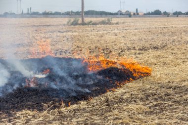 Orman ve bozkır yangınlar kuru tamamen şiddetli bir kuraklık sırasında bozkırlarında ve alanları yok. Felaket düzenli hasar doğa ve bölge ekonomisi için getiriyor. Işık alan buğday hasat ile