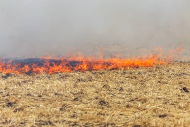 Orman ve bozkır yangınlar kuru tamamen şiddetli bir kuraklık sırasında bozkırlarında ve alanları yok. Felaket düzenli hasar doğa ve bölge ekonomisi için getiriyor. Işık alan buğday hasat ile