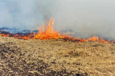 Orman ve bozkır yangınlar kuru tamamen şiddetli bir kuraklık sırasında bozkırlarında ve alanları yok. Felaket düzenli hasar doğa ve bölge ekonomisi için getiriyor. Işık alan buğday hasat ile