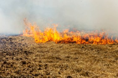 Orman ve bozkır yangınlar kuru tamamen şiddetli bir kuraklık sırasında bozkırlarında ve alanları yok. Felaket düzenli hasar doğa ve bölge ekonomisi için getiriyor. Işık alan buğday hasat ile