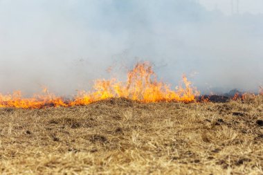 Orman ve bozkır yangınlar kuru tamamen şiddetli bir kuraklık sırasında bozkırlarında ve alanları yok. Felaket düzenli hasar doğa ve bölge ekonomisi için getiriyor. Işık alan buğday hasat ile