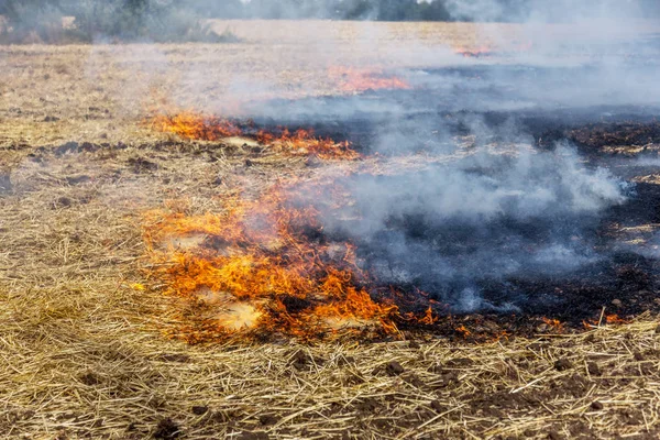 Forest and steppe fires dry completely destroy the fields and steppes during a severe drought. Disaster brings regular damage to nature and economy of region. Lights field with the harvest of wheat