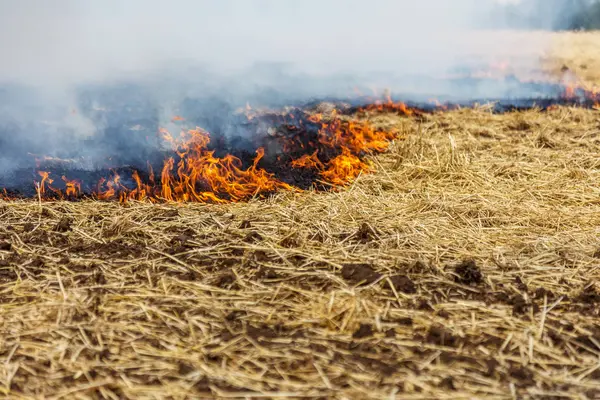 Floresta Estepe Incêndios Secos Destruir Completamente Campos Estepes Durante Uma — Fotografia de Stock