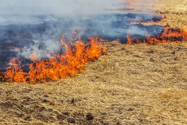 Floresta Estepe Incêndios Secos Destruir Completamente Campos Estepes Durante Uma — Fotografia de Stock