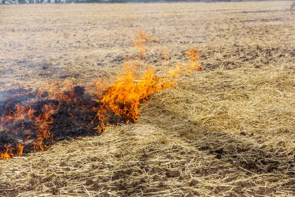 Forest and steppe fires dry completely destroy the fields and steppes during a severe drought. Disaster brings regular damage to nature and economy of region. Lights field with the harvest of wheat