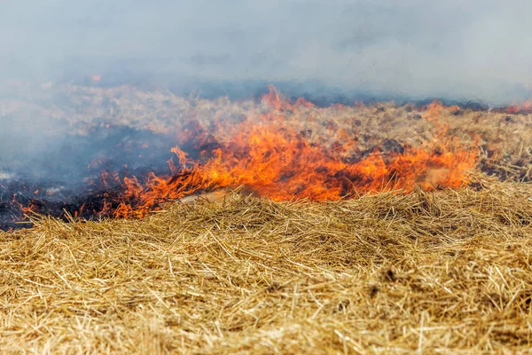 Forest Steppe Fires Dry Completely Destroy Fields Steppes Severe Drought — Stock Photo, Image