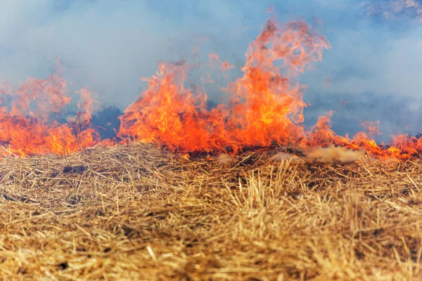 Orman ve bozkır yangınlar kuru tamamen şiddetli bir kuraklık sırasında bozkırlarında ve alanları yok. Felaket düzenli hasar doğa ve bölge ekonomisi için getiriyor. Işık alan buğday hasat ile