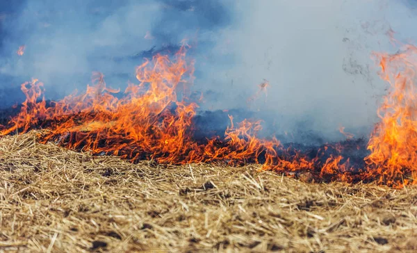 Forest Steppe Fires Dry Completely Destroy Fields Steppes Severe Drought — Stock Photo, Image