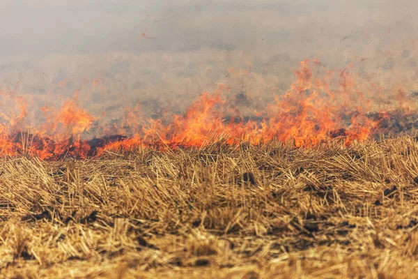 Floresta Estepe Incêndios Secos Destruir Completamente Campos Estepes Durante Uma — Fotografia de Stock