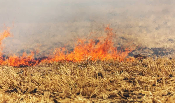 Los Incendios Forestales Estepas Secan Completamente Destruyendo Los Campos Estepas —  Fotos de Stock