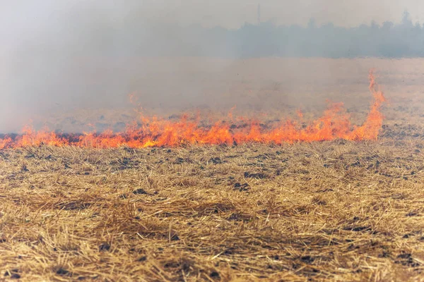 Floresta Estepe Incêndios Secos Destruir Completamente Campos Estepes Durante Uma — Fotografia de Stock