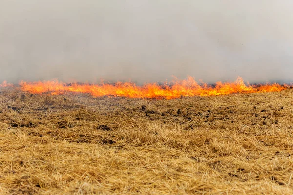 Forest Steppe Fires Dry Completely Destroy Fields Steppes Severe Drought — Stock Photo, Image