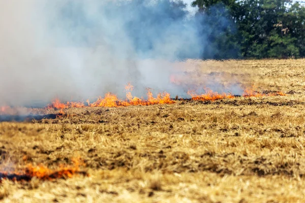 Floresta Estepe Incêndios Secos Destruir Completamente Campos Estepes Durante Uma — Fotografia de Stock