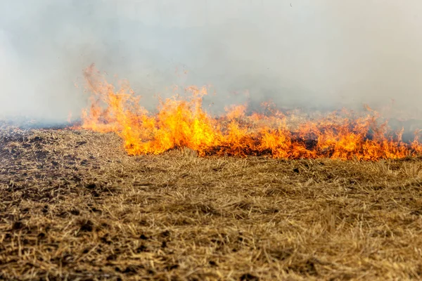 Floresta Estepe Incêndios Secos Destruir Completamente Campos Estepes Durante Uma — Fotografia de Stock