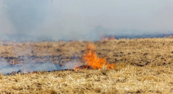 Forest Steppe Fires Dry Completely Destroy Fields Steppes Severe Drought — Stock Photo, Image