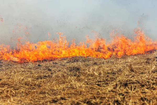 Forest Steppe Fires Dry Completely Destroy Fields Steppes Severe Drought — Stock Photo, Image