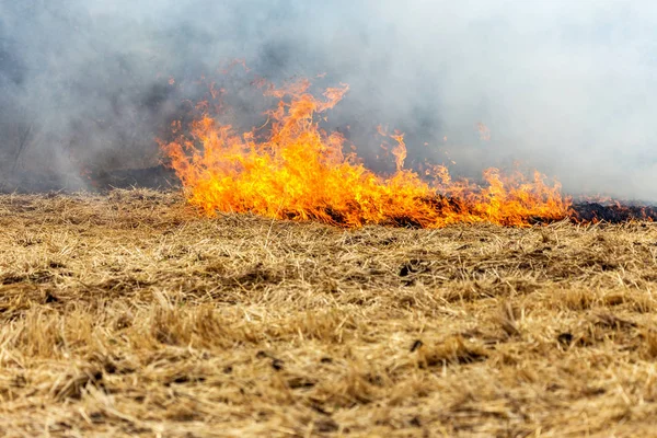 Los Incendios Forestales Estepas Secan Completamente Destruyendo Los Campos Estepas —  Fotos de Stock