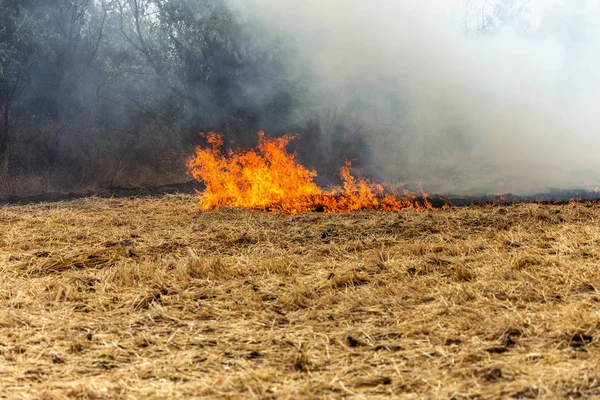 Floresta Estepe Incêndios Secos Destruir Completamente Campos Estepes Durante Uma — Fotografia de Stock