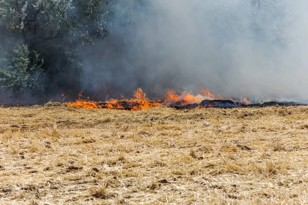 Ξηρό Δάσος Και Στέπα Πυρκαγιές Καταστρέφουν Εντελώς Πεδία Και Τις — Φωτογραφία Αρχείου