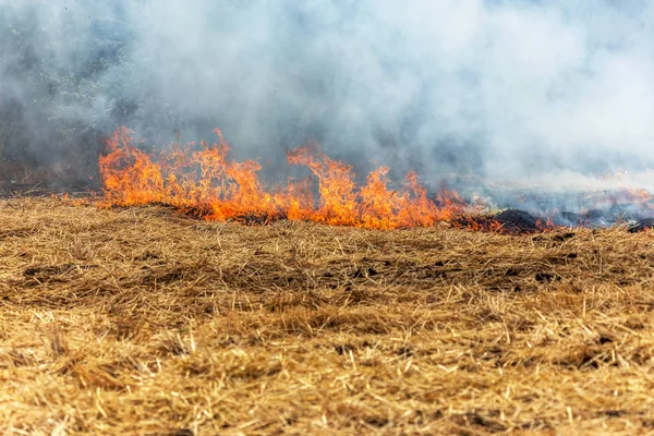 Los Incendios Forestales Estepas Secan Completamente Destruyendo Los Campos Estepas —  Fotos de Stock