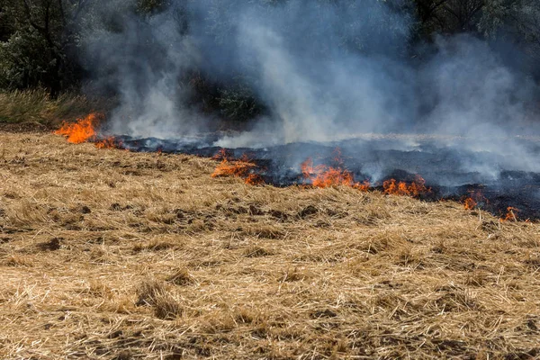 Лесные Степные Пожары Полностью Уничтожают Поля Степи Время Сильной Засухи — стоковое фото