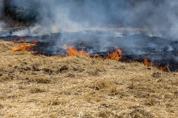 Ξηρό Δάσος Και Στέπα Πυρκαγιές Καταστρέφουν Εντελώς Πεδία Και Τις — Φωτογραφία Αρχείου