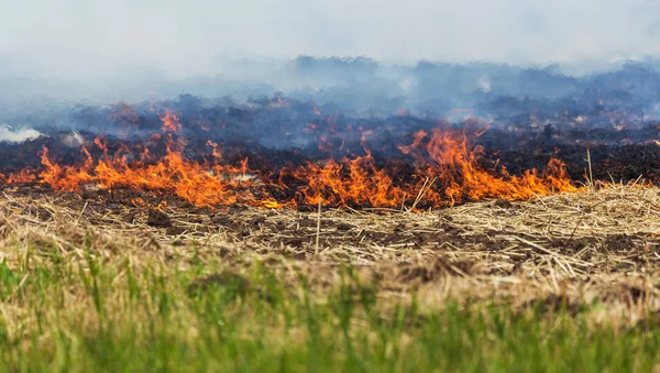 Skogen Och Steppen Bränder Torr Förstöra Helt Fälten Och Stäpperna — Stockfoto