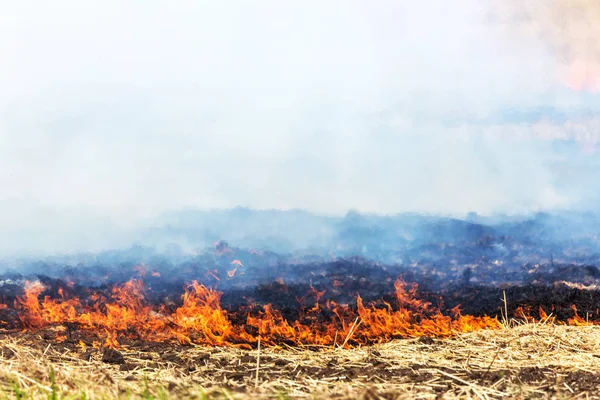 Skogen Och Steppen Bränder Torr Förstöra Helt Fälten Och Stäpperna — Stockfoto
