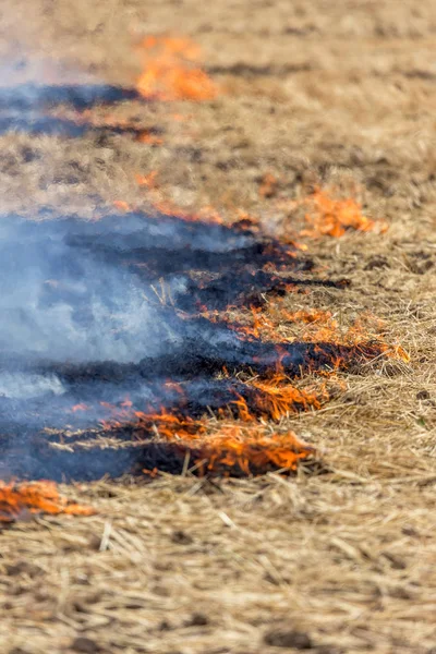 Los Incendios Forestales Estepas Secan Completamente Destruyendo Los Campos Estepas — Foto de Stock