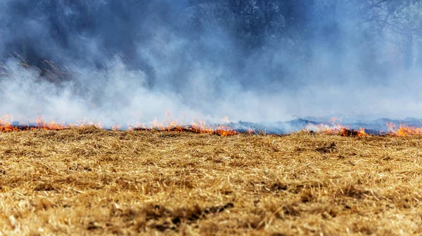 Лесные Степные Пожары Полностью Уничтожают Поля Степи Время Сильной Засухи — стоковое фото