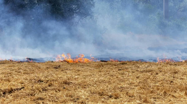 Skogen Och Steppen Bränder Torr Förstöra Helt Fälten Och Stäpperna — Stockfoto