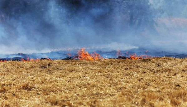 Skogen Och Steppen Bränder Torr Förstöra Helt Fälten Och Stäpperna — Stockfoto