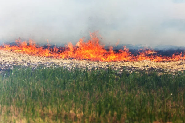 Pożary Lasów Stepów Suchy Całkowicie Zniszczyć Pól Stepów Podczas Poważnej — Zdjęcie stockowe