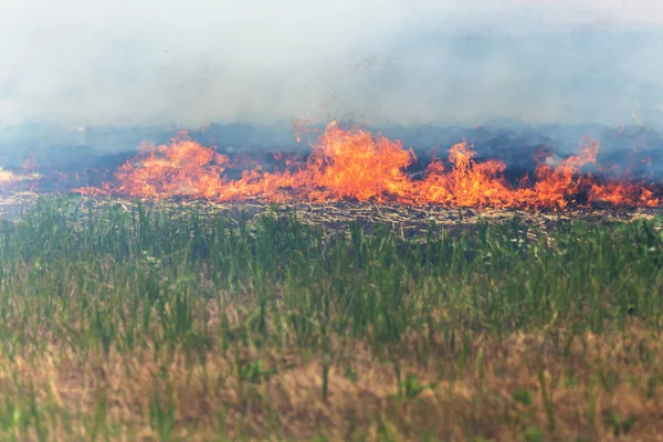 森林和草原大火干涸 在严重干旱期间完全摧毁了田野和草原 灾害经常给地区的自然和经济带来损害 用小麦的收获照亮田野 — 图库照片