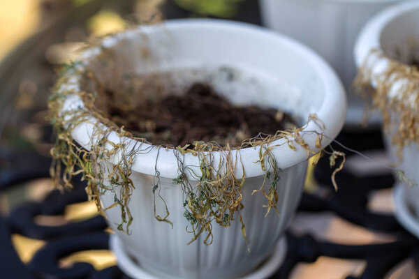 Drought. Withered potted flowers. Ornamental plants in pots that fade. Withered dead brown potted houseplants. Poor plant care, lack of water, drought