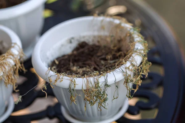 Drought. Withered potted flowers. Ornamental plants in pots that fade. Withered dead brown potted houseplants. Poor plant care, lack of water, drought