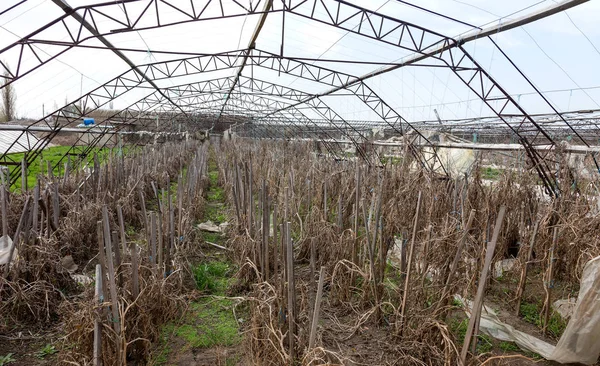 Greenhouse Growing Vegetables Abandoned Nobody Needed Greenhouse Industrial Capital Destroyed — Stock Photo, Image