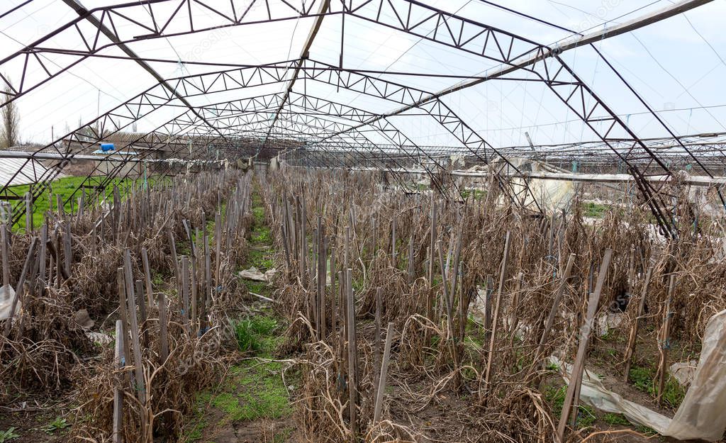 Greenhouse for growing vegetables. Abandoned nobody needed greenhouse of industrial capital. Destroyed agriculture, economic crisis Ukraine 2019. Large industrial greenhouse. Industrial agriculture