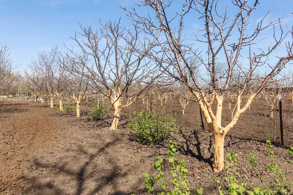 Travail Saisonnier Printemps Peinture Blanchiment Chaux Des Troncs Arbres Pour — Photo