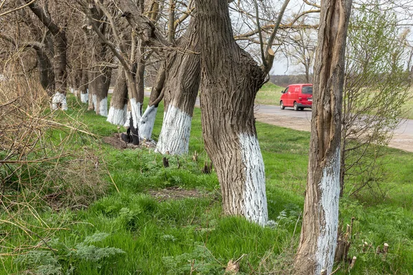 春の季節の仕事 害虫から保護するために石灰で木の幹の塗装 白塗り 作物保護 木の春の白塗り 典型的な春の国の風景 — ストック写真