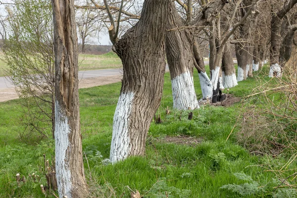 Spring seasonal work. Painting, whitewashing of tree trunks with lime to protect against pests. Crop protection. Spring whitewashing of trees. Typical Spring Country Landscape