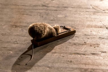 Tuzaktaki fare. Büyük gri bir sıçan bir evin eski ahşap zemin üzerinde büyük bir fare kapanı bir tuzak öldürüldü oturuyor.