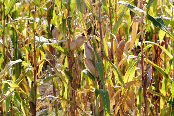 Campo Milho Secou Após Longo Período Calor Devido Mudanças Climáticas — Fotografia de Stock